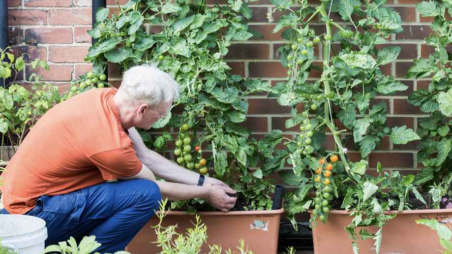 Mulching tomatoes with worm compost