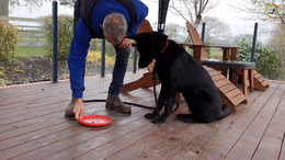 #12 Recall with a frisbee. Coco - Captions