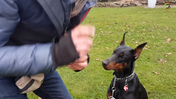 Day 4 - Nervous dog is introduced to the 'No-exercise' - Dobermann Ailyn - Captions