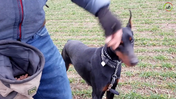 Day 5 - Learn to walk nicely with your nervous dog - Dobermann Ailyn - Captions