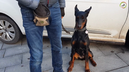 Day 7 - Teach your nervous dog to walk in the city - Dobermann Ailyn - Captions