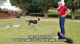 #7 - Resource guarding and impulse control with 3 other dogs, Part 1 - Captions