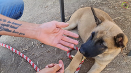 6. The Petting Exercise on a puppy who bites - Captions