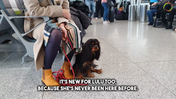 8. Travel with your dog - Home again - Captions