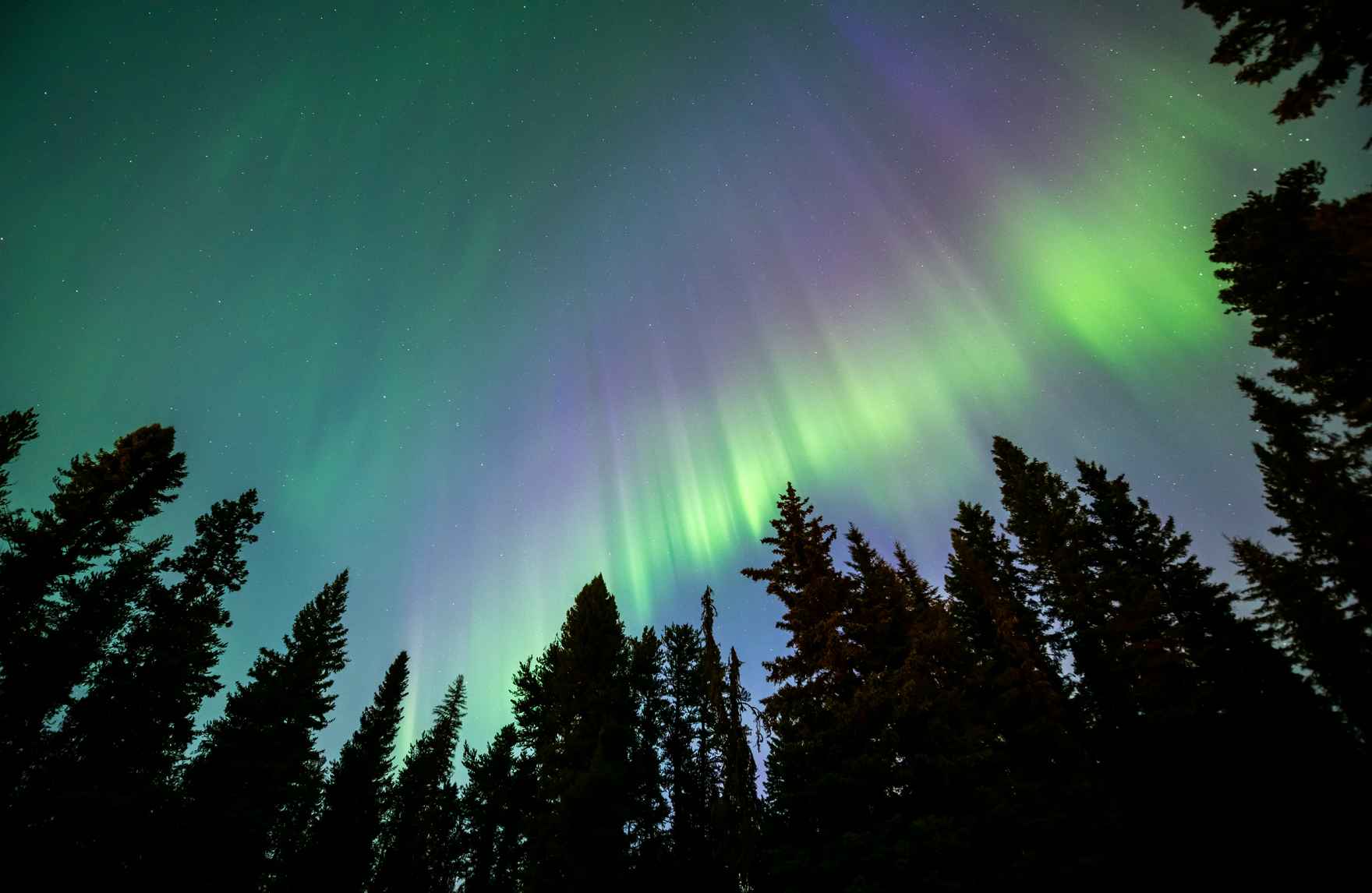 aurora borealis over pine trees