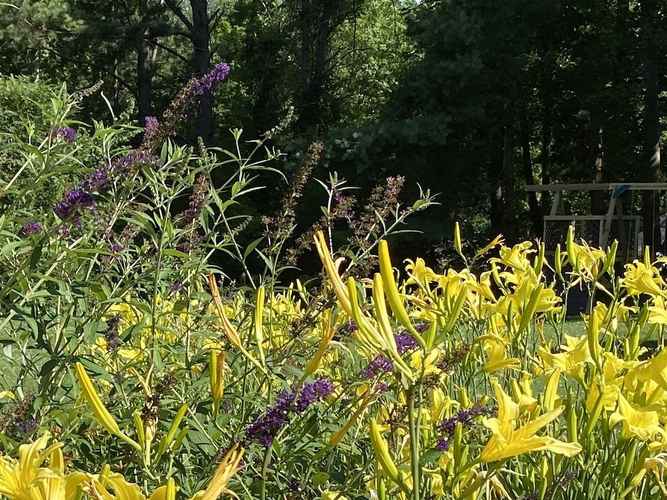 Yellow+Dayliies+and+Buddlea