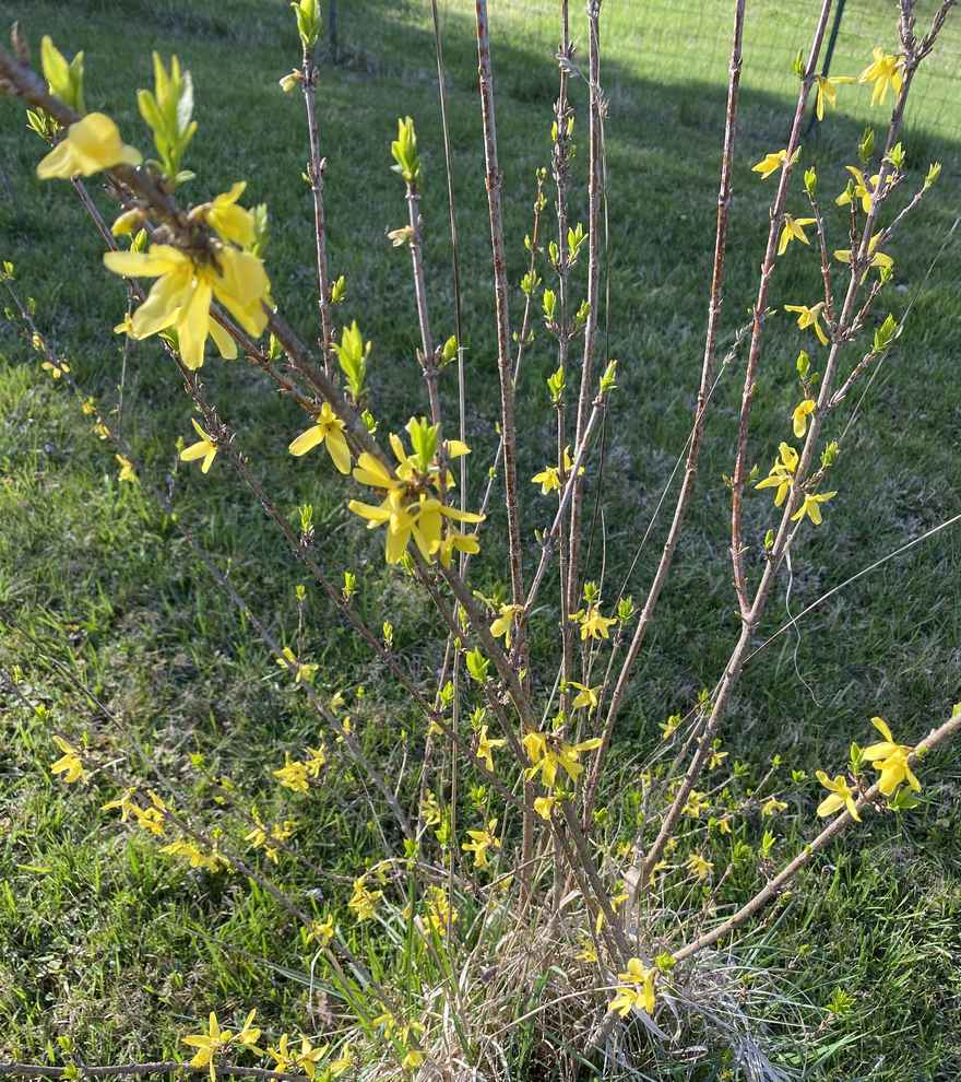 2024+Forsythia