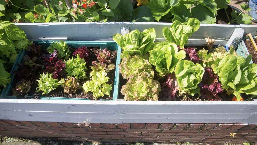 Mixed lettuces in containers