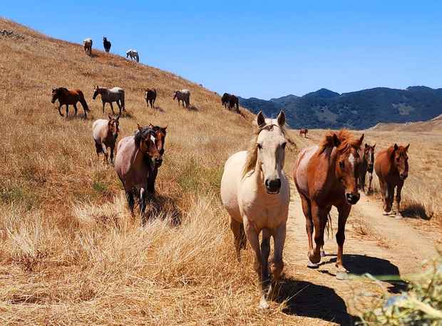 mustangs coming down hill