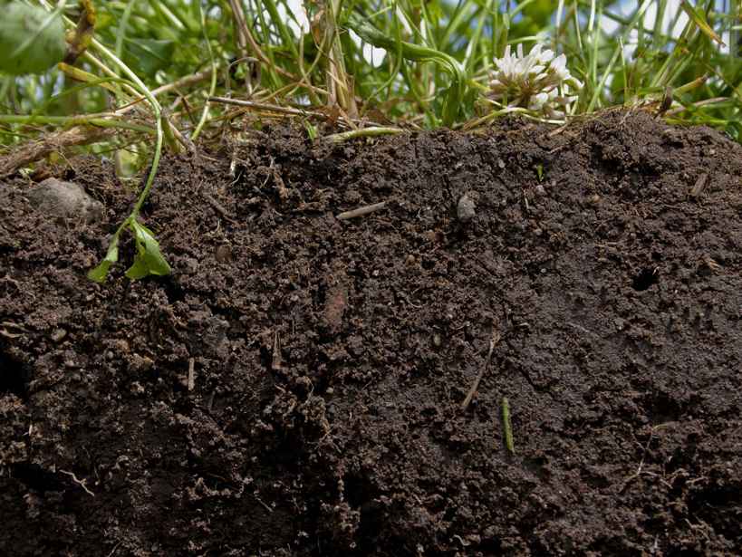 healthy_soil_web