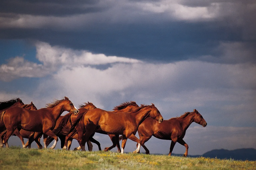 Running horses