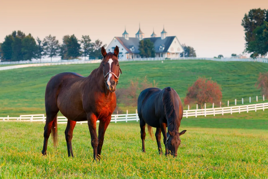 Horses in field white fence