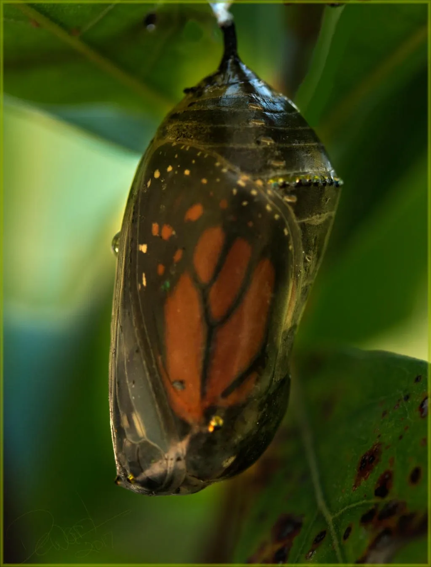 butterfly crysalis