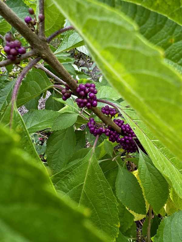 Beautyberry