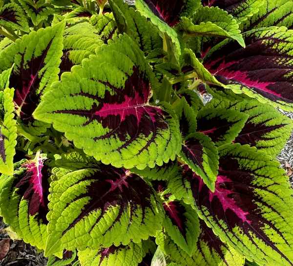 coleus