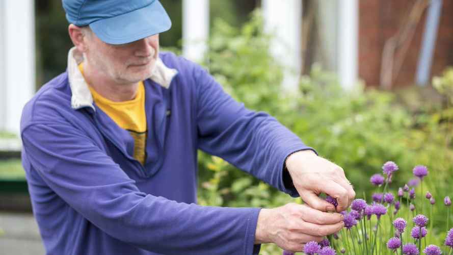 Picking Chive Flowers