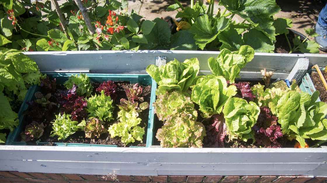 Lettuces sown in succession