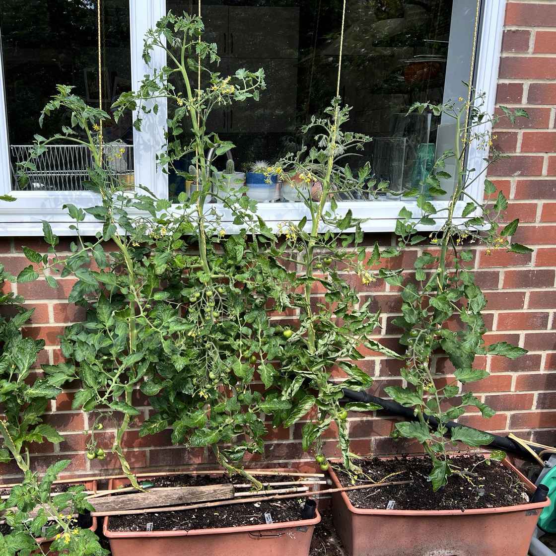 Tomatoes in six year old compost and new compost