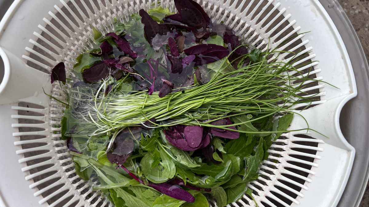 A October salad of spring onions, orach, rocket and mizuna