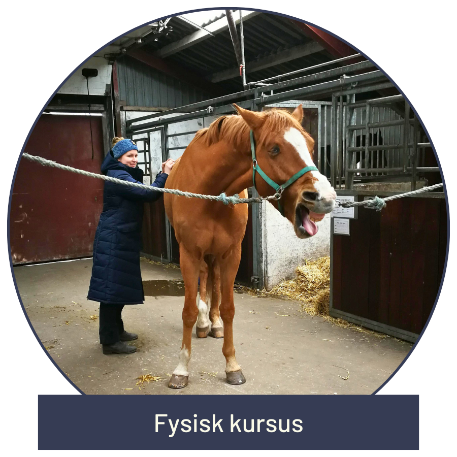 Hestemassage fysisk