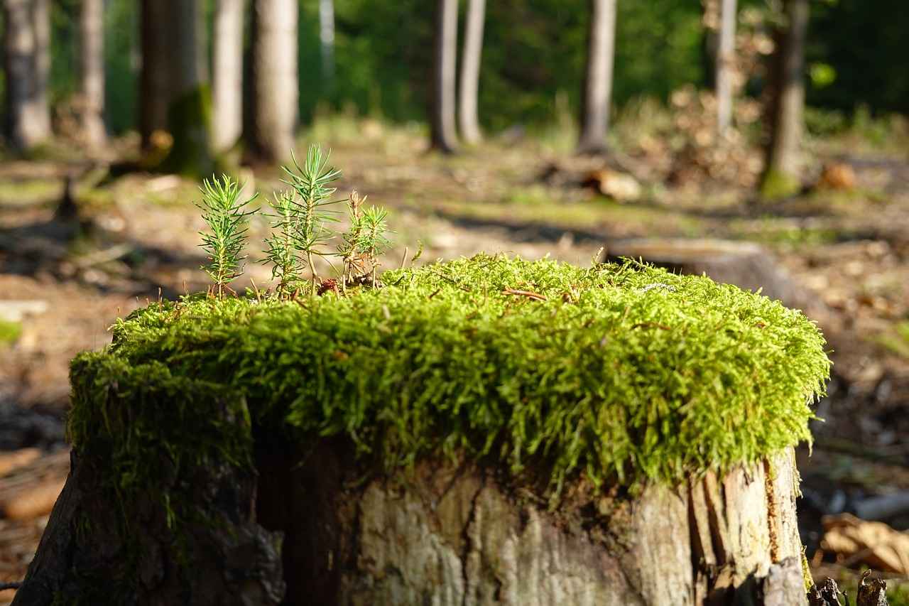 tree-stump-7455677_1280