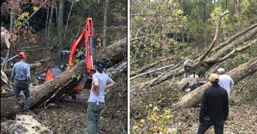 cutting trees