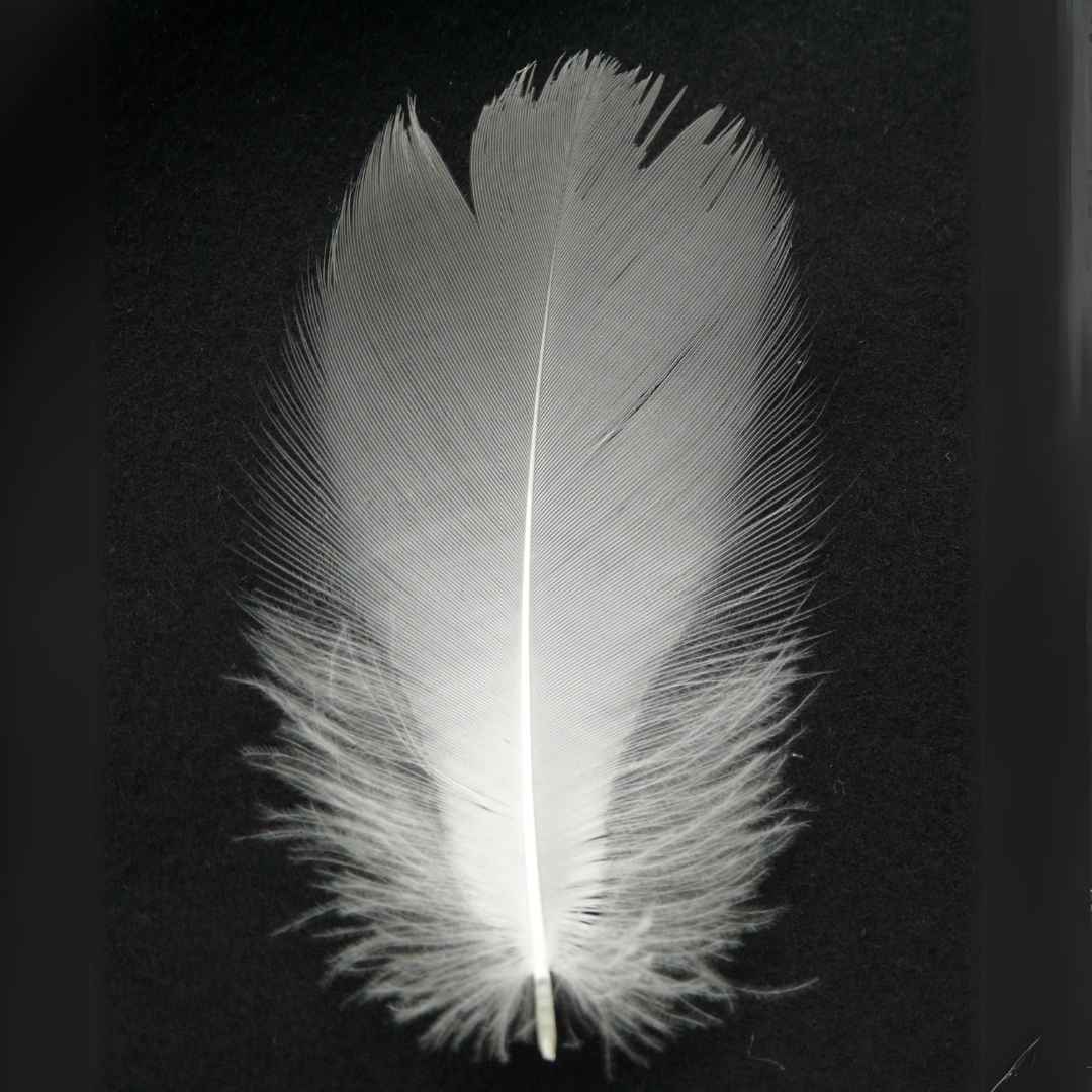 Feather BW