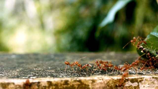 ants-2809019_640