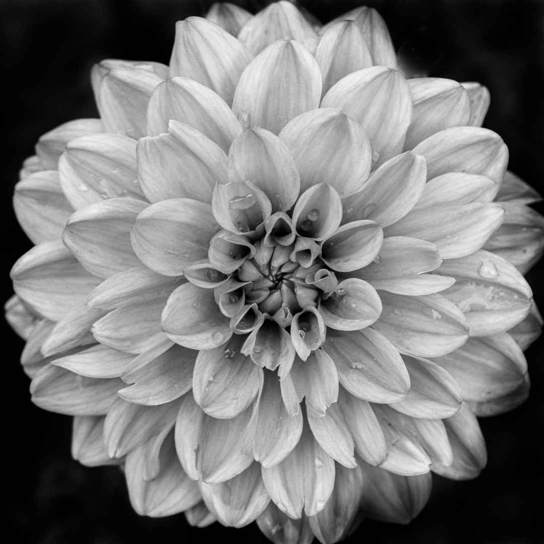 black and white flower