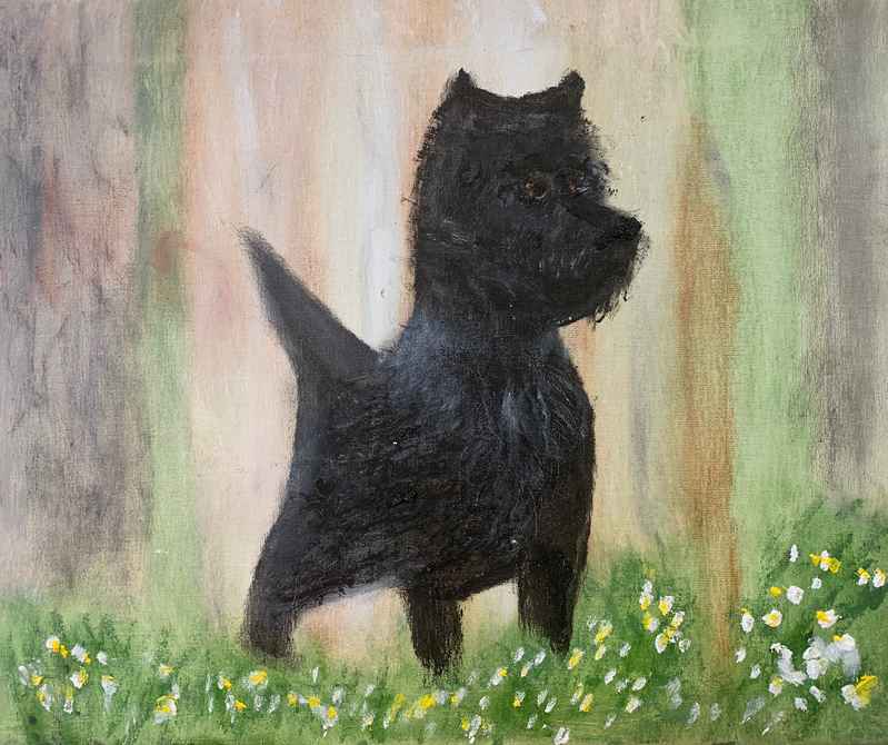 Cairnterrier