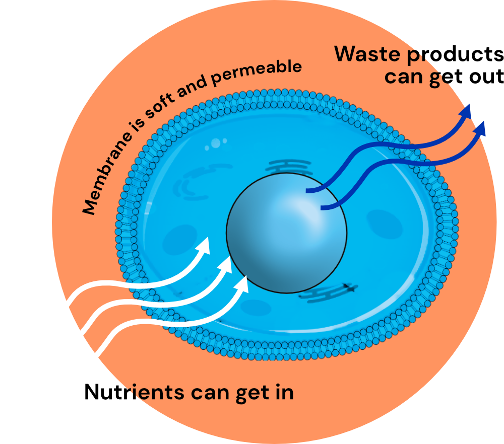 Healthy Cell 