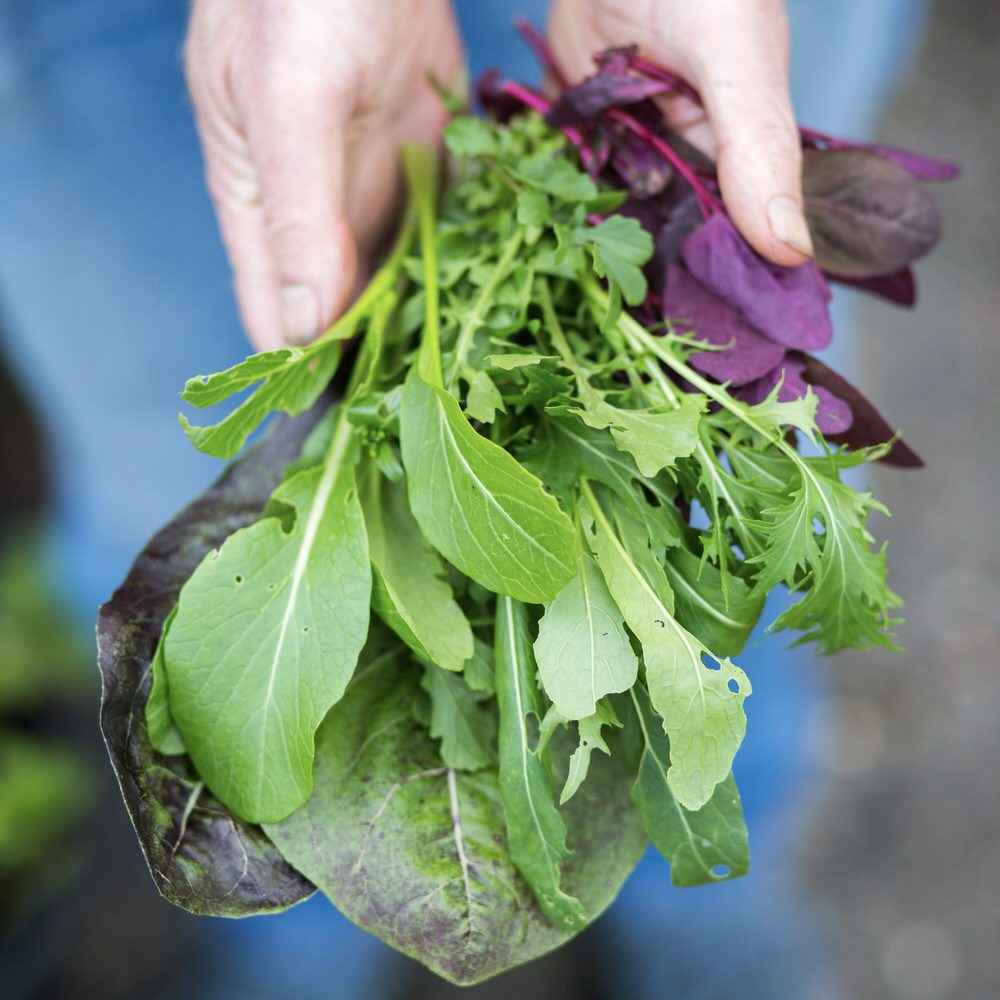 Chicory, orach, Japanese flowering shoots and mizuna