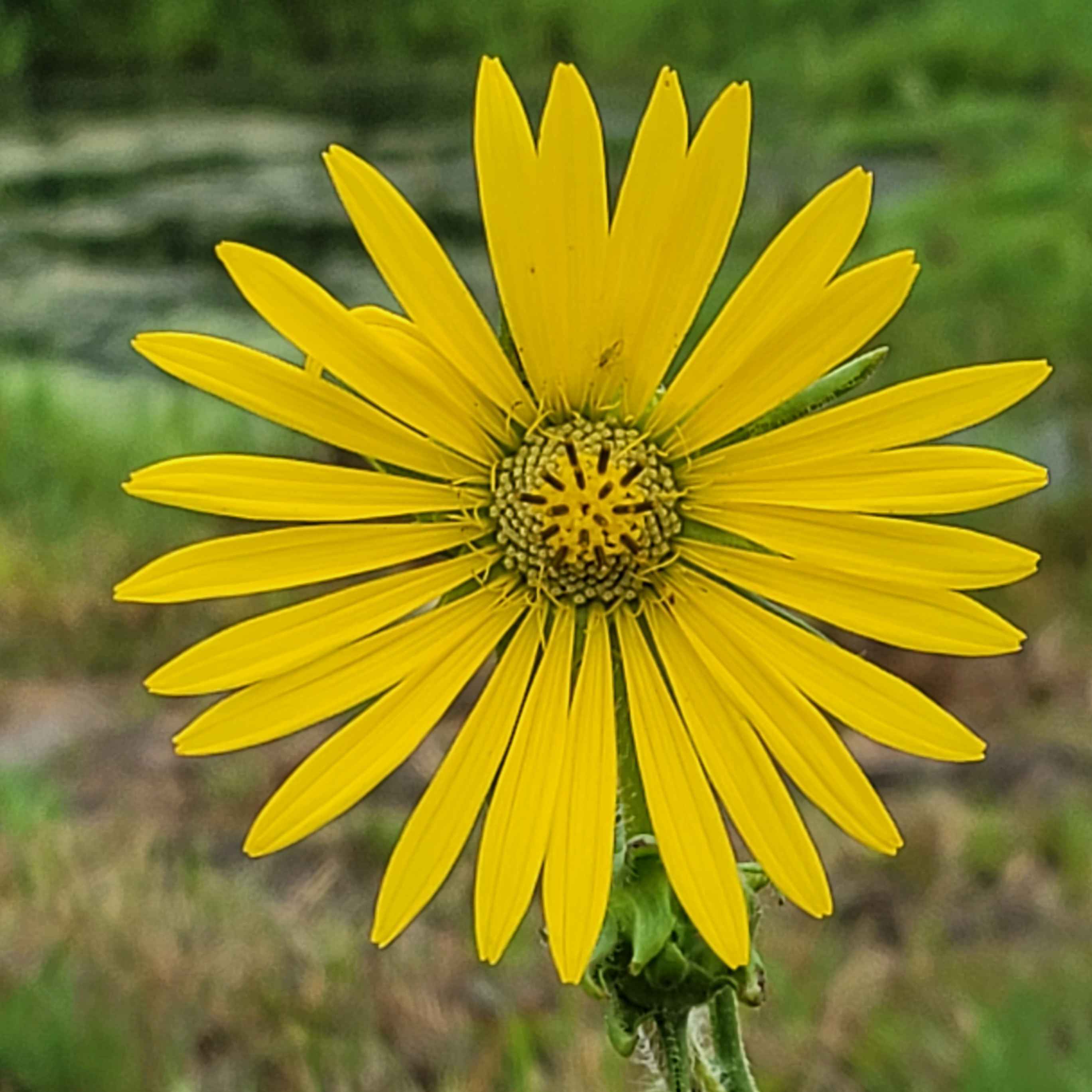 Flower-yellow-edited