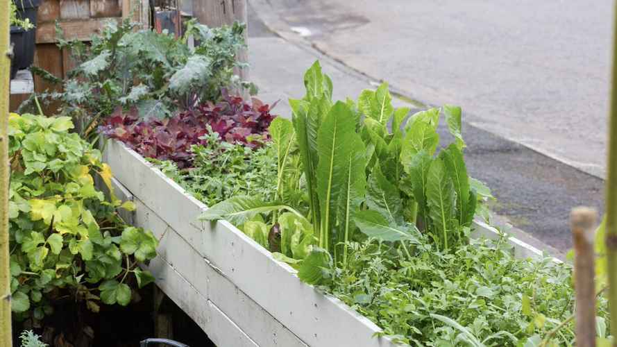 Winter salads in front yard - rocket, orach