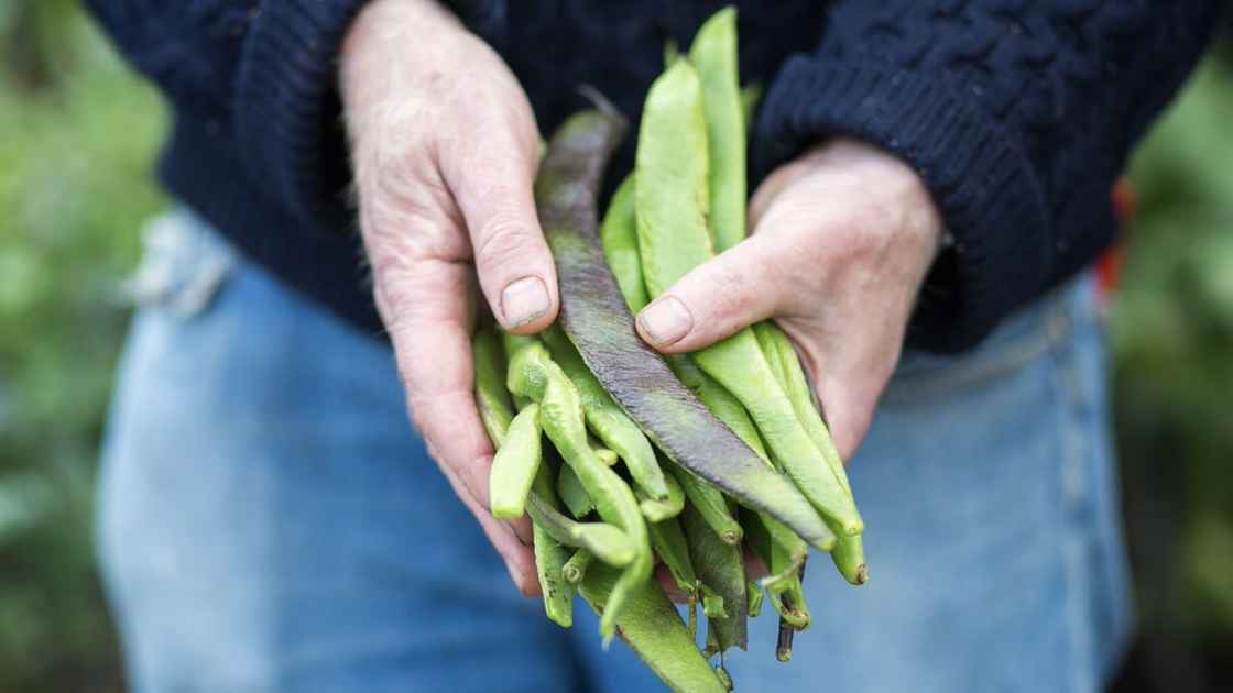 Heritage runner beans