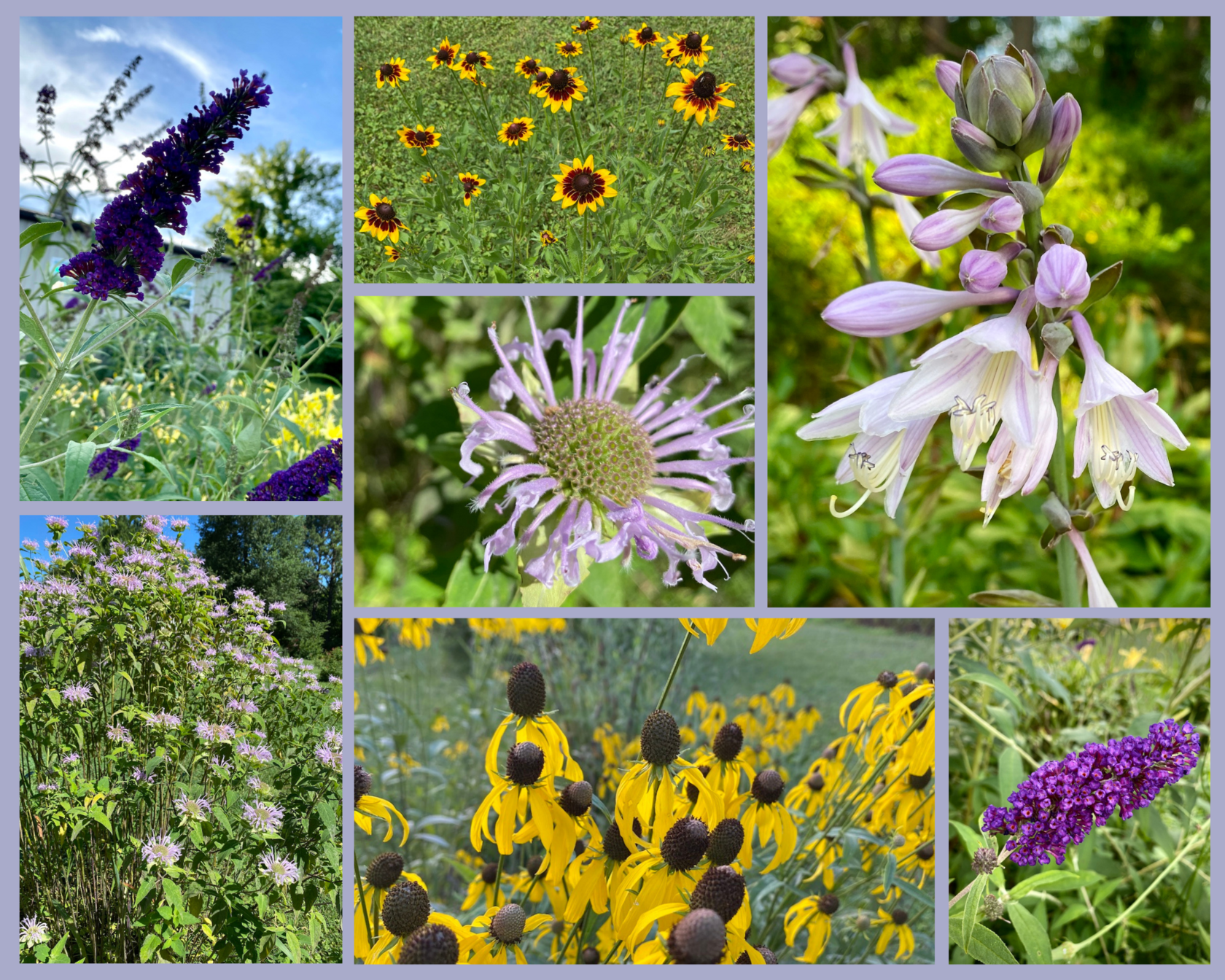 June Flowers collage