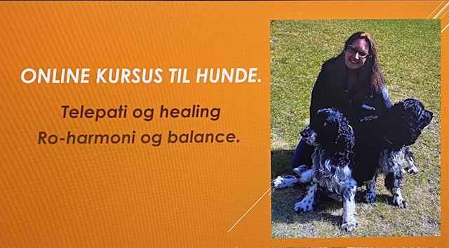 Hunde telepati, meditation, healing.