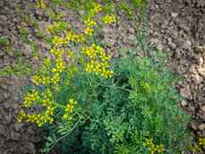 Die_Weinraute,_lat._Ruta_graveolens,_Pflanze_mit_den_gelben_Blüten