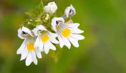 euphrasia-officinalis