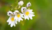 euphrasia-officinalis