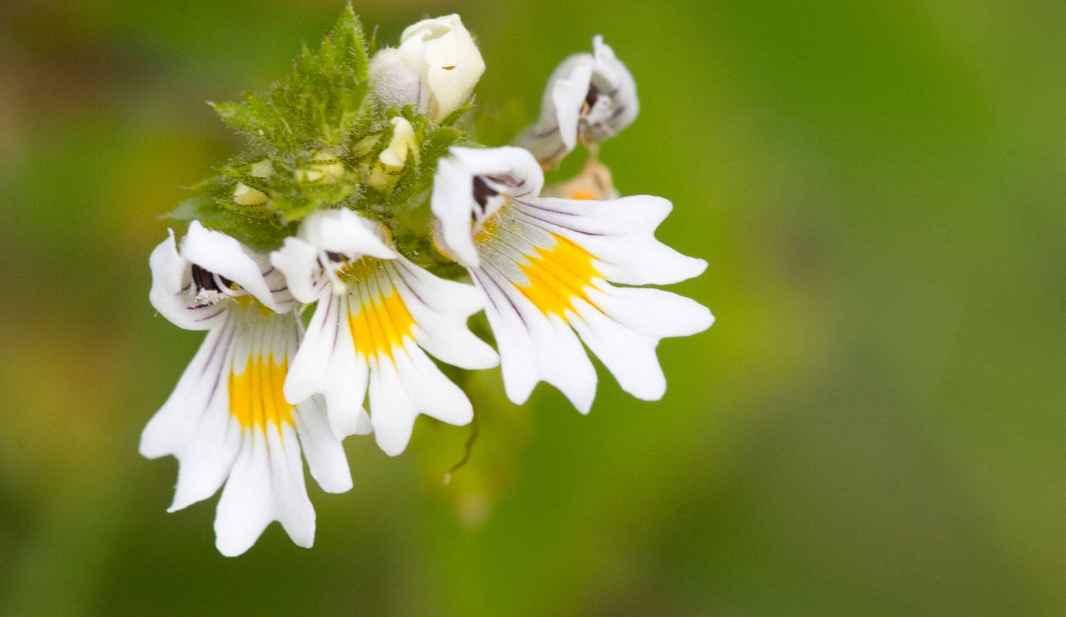 euphrasia-officinalis