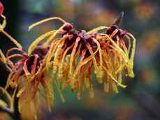 Hamamelis_intermedia_Aphrodite_(toverhazelaar).