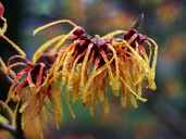 Hamamelis_intermedia_Aphrodite_(toverhazelaar).