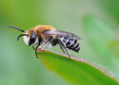 plasterer-bee-Colletes-daviesanus