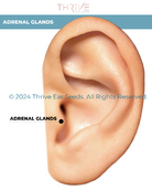 Adrenal Glands Point