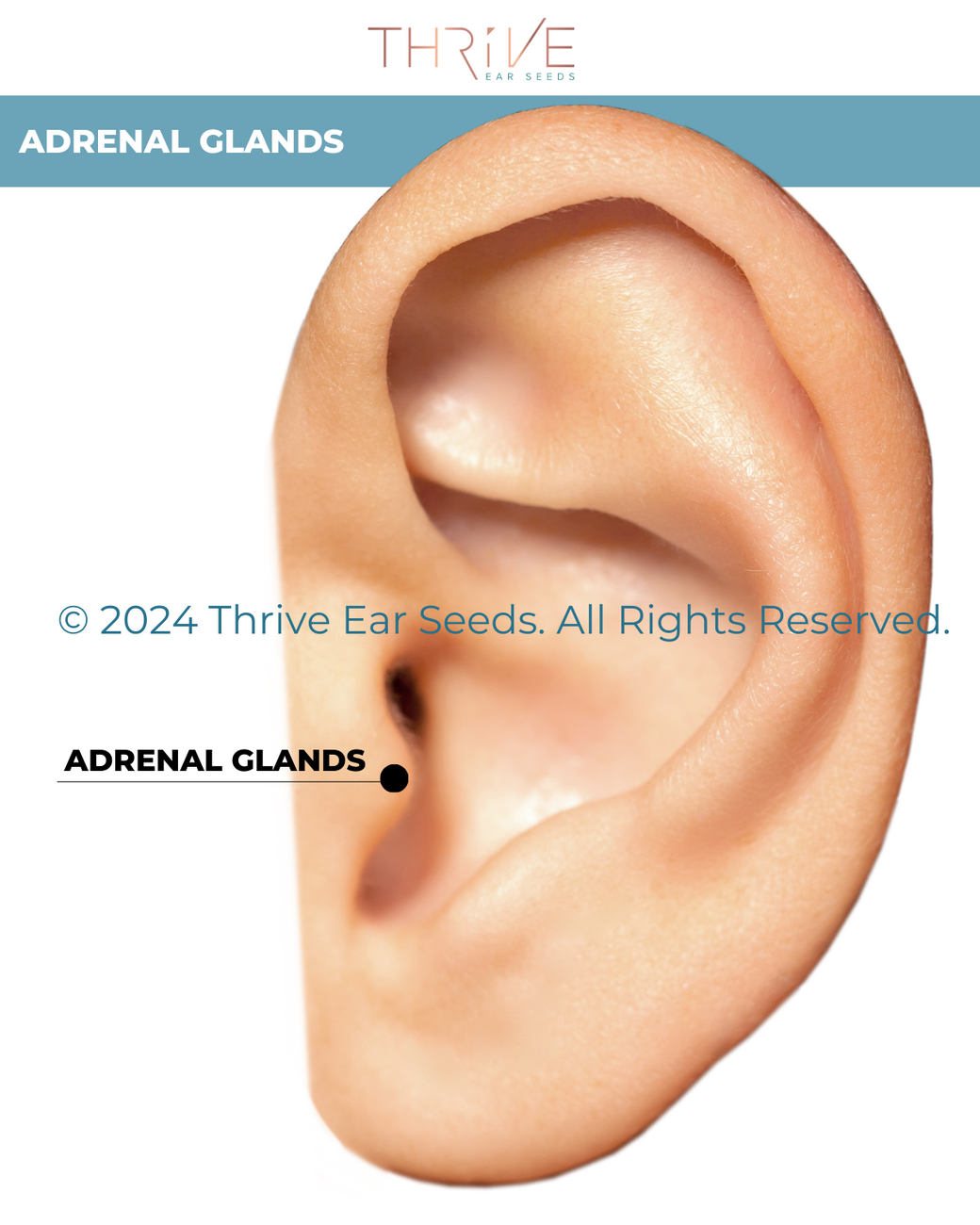 Adrenal Glands Point