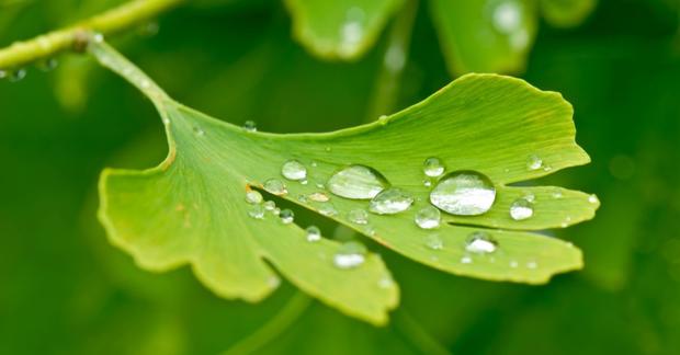 72.3-blad-med-draaber-groen-1200x628