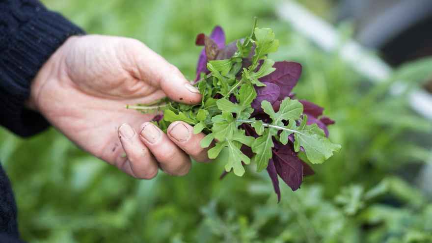 Rocket and orach in front yard