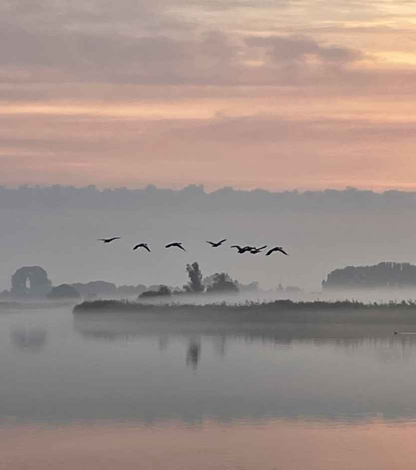 Birds flying at sunrise over the lake