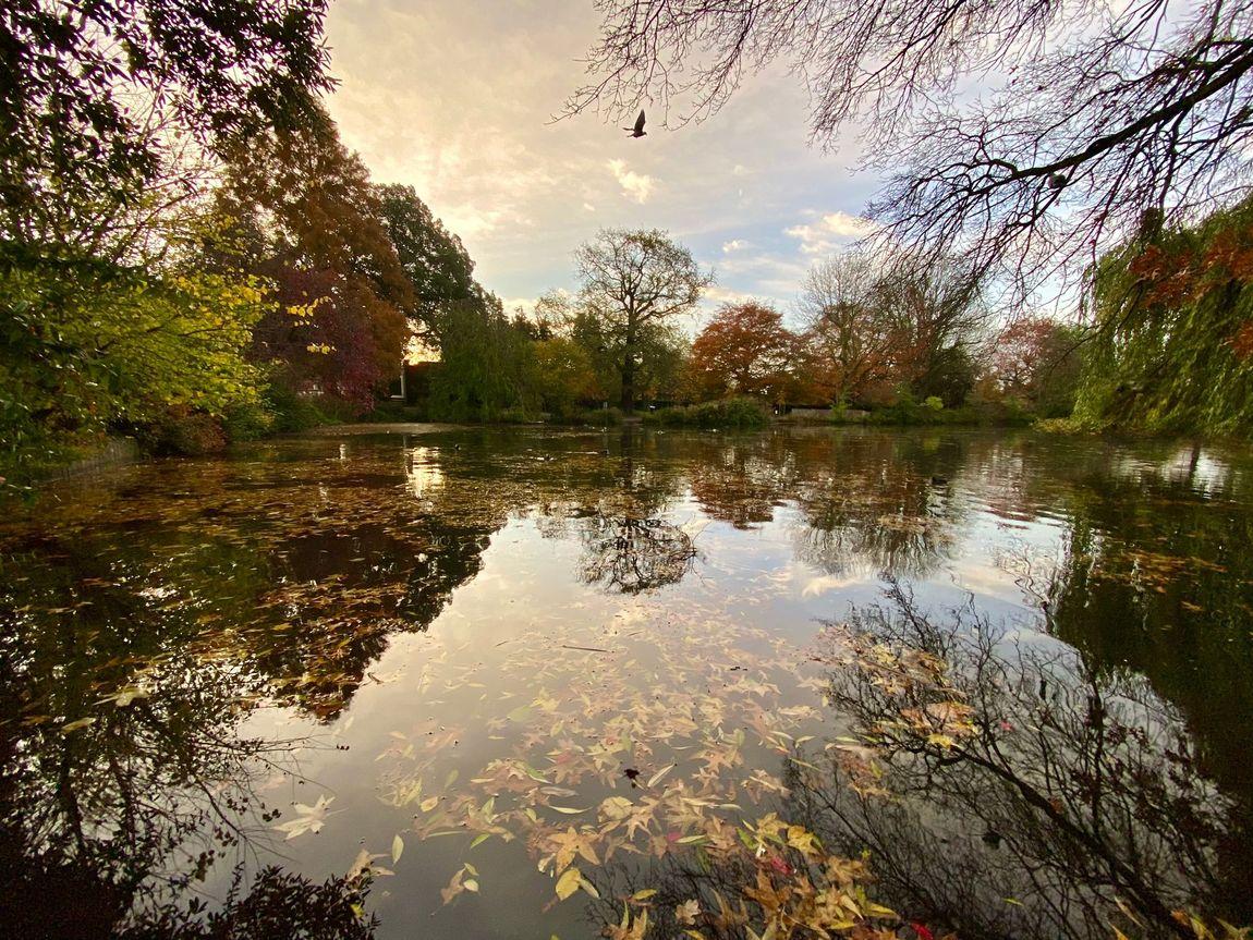 Lower+Lake+Autumn+by+Helen+Gudgeon-1152w